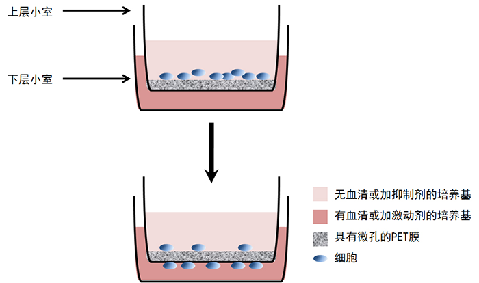 transwell迁移实验